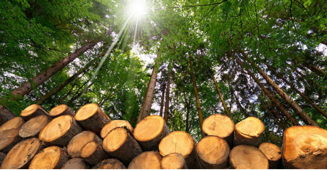 خشب الزان خشب الزان